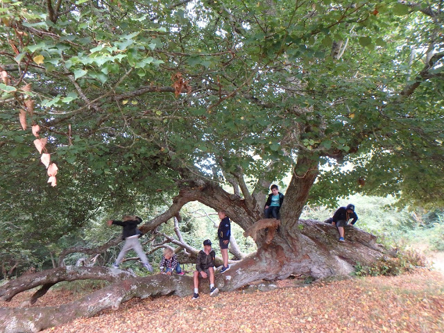 Den liggande linden = det perfekta klätterträdet! Många träd på Hallands Väderö har märkliga former, i och med att man matat betesdjur med dem - Foto: Belinda Graham
